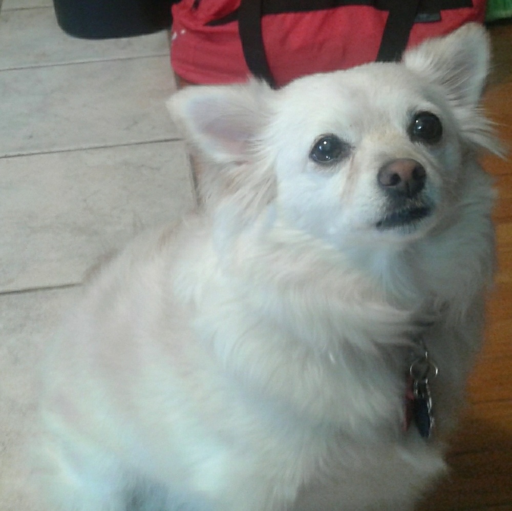 Meet your Posher, Agnes * Pup NFS